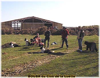 le bouvier des flandres et les moutons - Elevage du CLOS DE LA LUETTE - COPYRIGHT DEPOSE